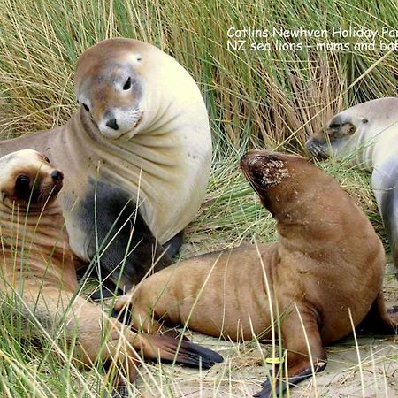 Catlins Newhaven Holiday Park Owaka المظهر الخارجي الصورة