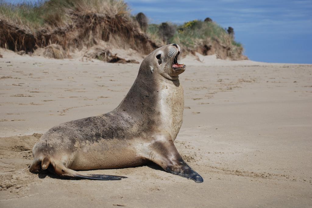 Catlins Newhaven Holiday Park Owaka الغرفة الصورة