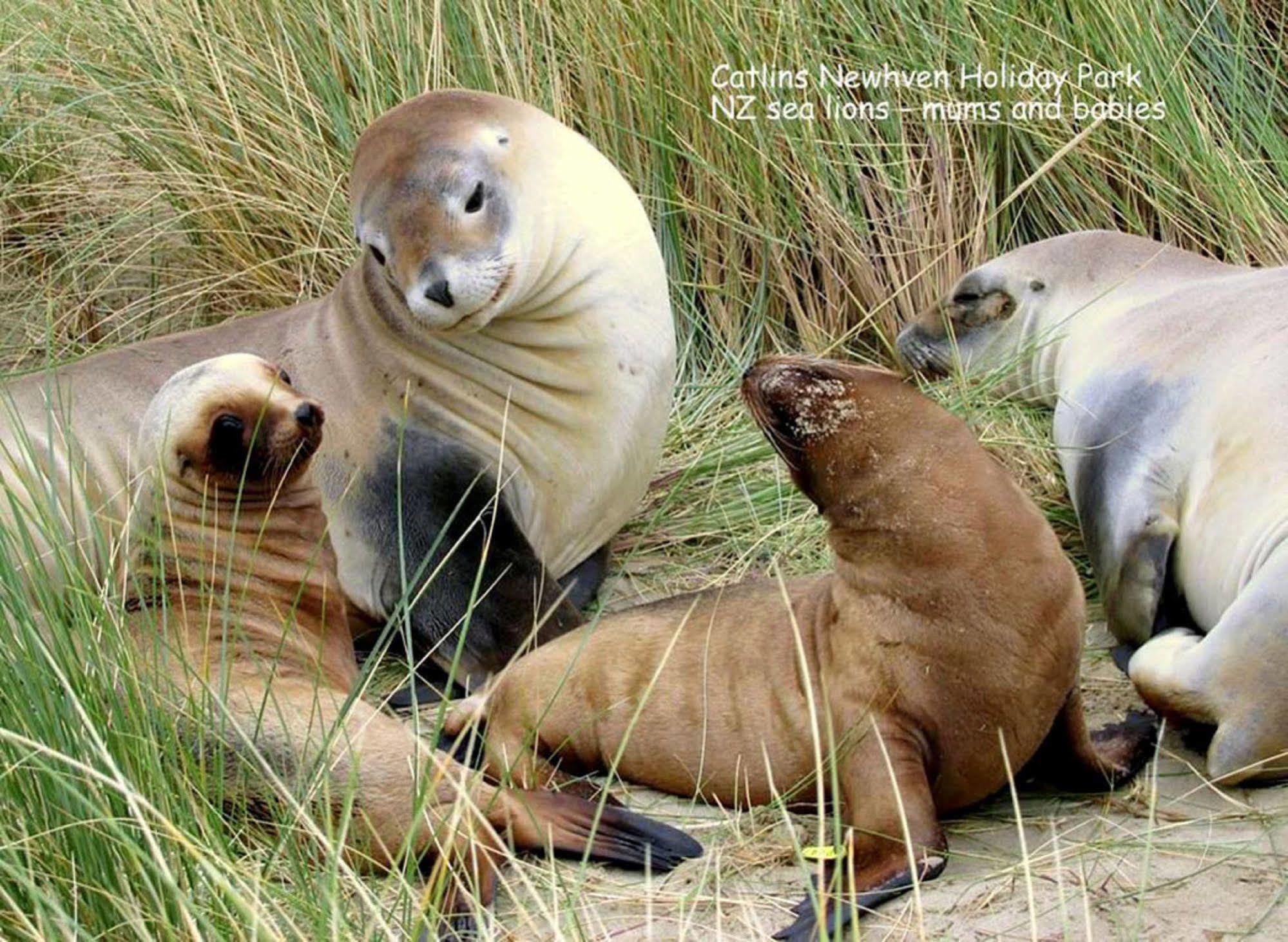 Catlins Newhaven Holiday Park Owaka المظهر الخارجي الصورة